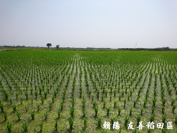 朝陽小舖,農特產,秈十米,咖啡,新鮮直送