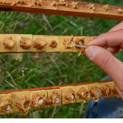 高山蜂王乳-貴妃每日食用的養顏聖品